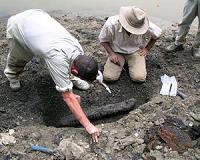 Ancient crocodylian fossils show evidence for parallel evolution