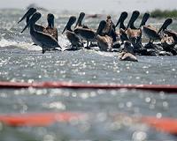 BP to pay record $20.8 bln over Gulf of Mexico oil spill: US
