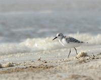 Scientists remain puzzled by mass of dead birds along West Coast