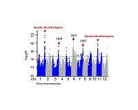 Four newly identified genes could improve rice