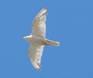 Breeding birds vulnerable to climate change in Arctic Alaska