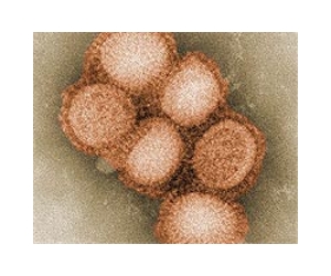 WHO attend key European hearing on flu pandemic