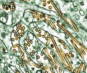 Mexico kills 2.5 million poultry to contain bird flu