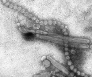 No new H7N9 cases in China for second week: government