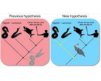Fossilized slime of 100-million-year-old hagfish shakes up vertebrate family tree