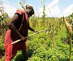 New Climate Change Mitigation Schemes Could Benefit Elites More Than Poor