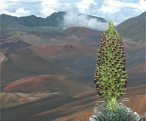 Global warming may have severe consequences for rare Haleakala silverswords