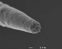Scientists sequence genome of devil worm, deepest-living animal