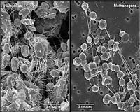 Methane From Microbes: A Fuel For The Future