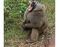 Changes in primate teeth linked to rise of monkeys