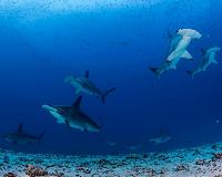 Getting a grip on the slow but unique evolution of sharks