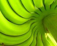 Ivory Coast banana growers on the comeback trail