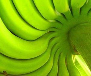 Pasta made from green banana flour a tasty alternative for gluten free diets