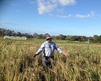 Wheat disease-resistance gene identified, potential to save billions