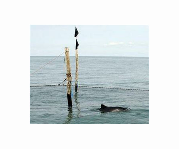 Declining harbor porpoise numbers in German North Sea worry scientists