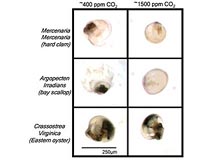 Ocean Acidification May Contribute To Global Shellfish Decline