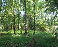 Tracking invasive species? Follow the people