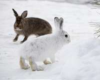 Research identifies 'evolutionary rescue' areas for animals threatened by climate change