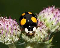 Harlequin ladybirds are conquering the world at great speed