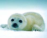 Putin condemns hunting of baby seals