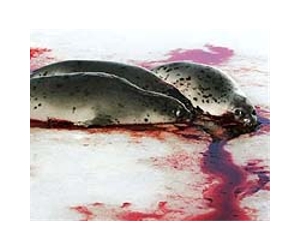 Canadian seal hunters lose bid to lift EU import ban