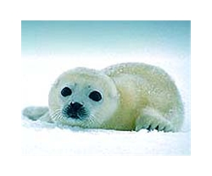 'Dramatic' loss of harp seals amid warming: study
