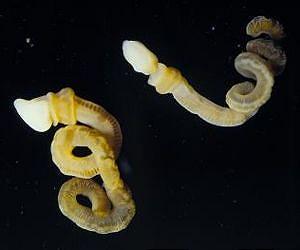 Strange creature provides crucial missing link