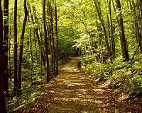 Study Revises Theory on Growth and Carbon Storage in Mature Trees