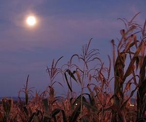 Watch Out for the Harvest Moon