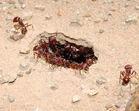 Ant colonies highly efficient at amassing and parsing new information