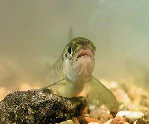 Salmon and other fish predators rely on 'no guts, no glory' survival tactic