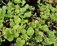 Air pollution helps plants blunt climate change: study