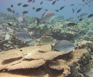World's coral reefs at risk