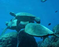 Sea Turtle Nesting Season In Los Cabos Now Underway