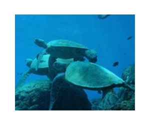 Philippines goes after sea turtle restaurants