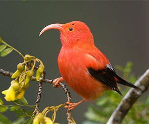 A family tree for most-endangered bird family in the world
