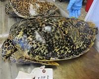 Biological 'clock' discovered in sea turtle shells