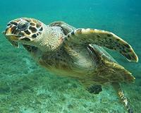 Flippin' hard: Myanmar's sea turtles fight against the odds