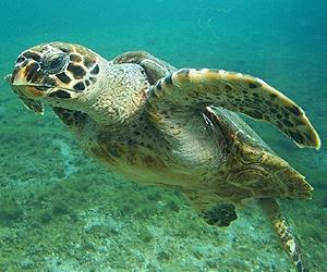 More cold-stunned sea turtles rescued