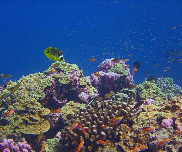 Nickel mining threatens Indonesia coral haven, NGOs warn