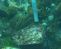 Volcanic vents preview future ocean habitats
