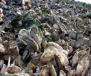 Assay developed to rapidly detect disease that hurt oyster industry