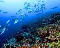 Rising sea levels may help select coral reefs