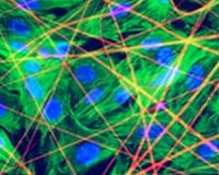 MIPT researchers grow cardiac tissue on 'spider silk' substrate