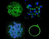 Heat and light create new biocompatible microparticles
