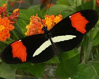 US judge rules against butterfly sanctuary opposed to Trump's wall
