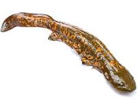 Eastern hellbender salamander may warrant endangered status in New York