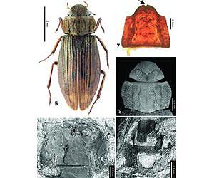 A living species of aquatic beetle found in 20-million-year-old sediments