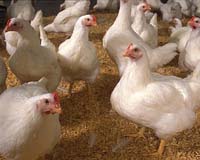 Chicken And Chips Theory of Pacific Migration