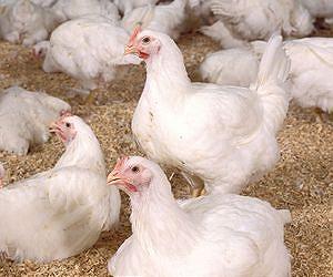 Chickens to benefit from biofuel bonanza